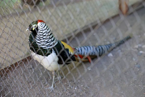 Diamond Pheasant Lives Zoo Bird Standing Metal Grid — Stock Photo, Image