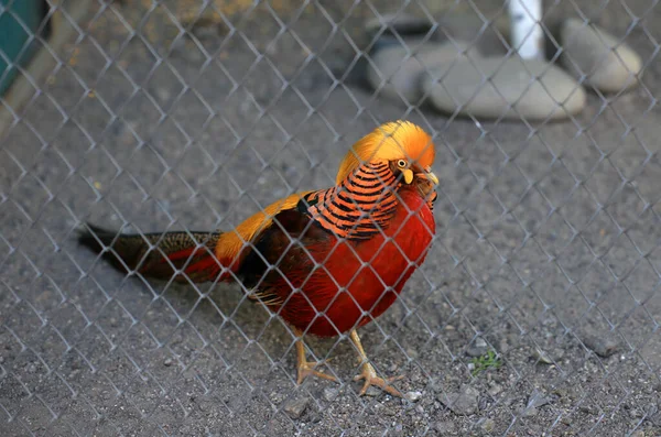 Multi Colorido Masculino Golden Fheasant Vive Uma Gaiola Zoológico — Fotografia de Stock