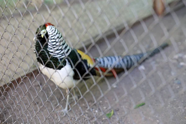 Diamond Pheasant Lives Zoo Bird Standing Metal Grid — Stock Photo, Image