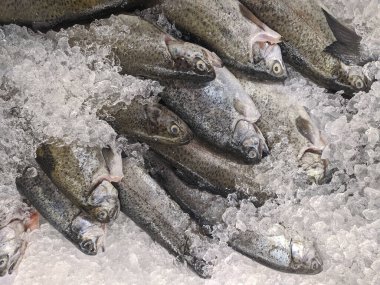 Deniz balığı buzun içinde donmuş