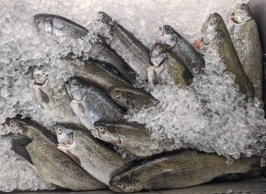 Deniz balığı buzun içinde donmuş