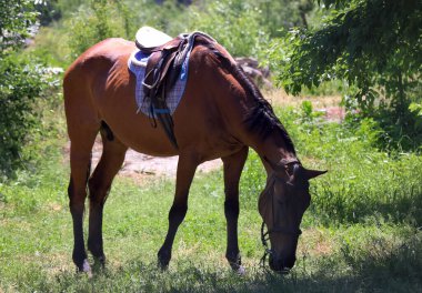 harnessed at çayırda otlatma