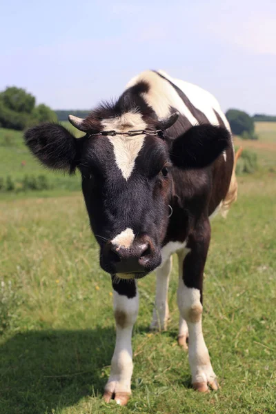 小牛犊在草地上吃草 — 图库照片