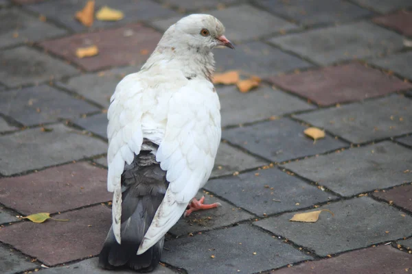 White Dove Walking Embankment — Stock Photo, Image