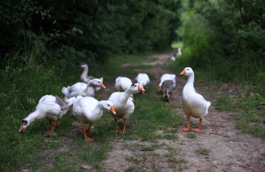 Orman yolunda bir yabancıyı kovalayan kazlar.