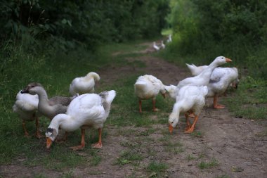Orman yolunda göl kenarında gezinen kazlar.