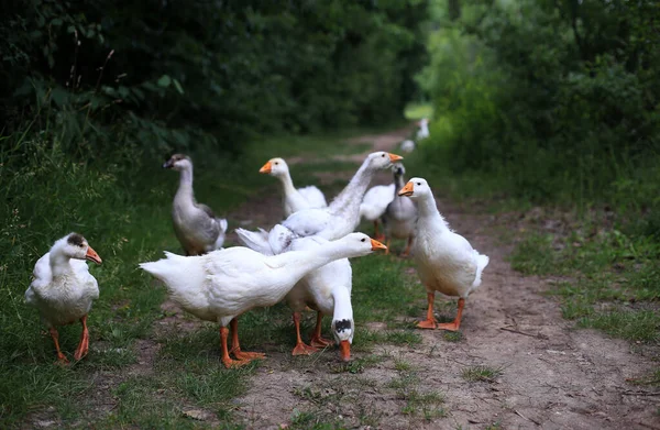 Gänse Auf Einem Waldweg Jagen Einen Fremden — Stockfoto