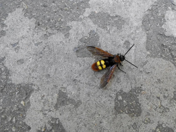 水泥板坯特写镜头上的杀人黄蜂 — 图库照片