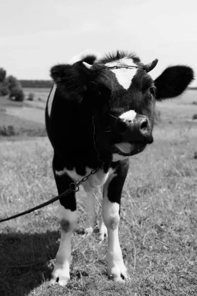 Young Calf Grazing Meadow — Stock Photo, Image