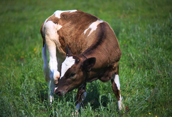 Young Calf Grazing Meadow — Stock Photo, Image