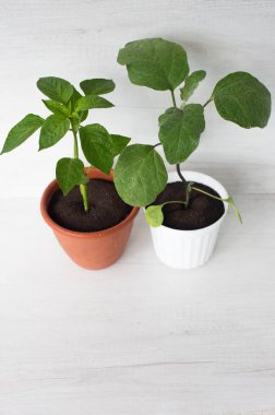 biber ve patlıcan yaprakları üzerinde su damlaları olan, beyaz arka planda bir tencerede