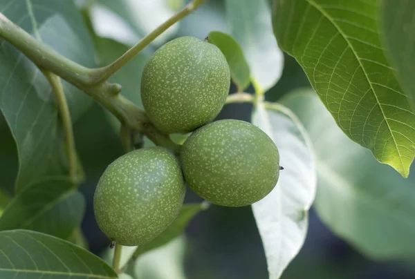 Walnuts on a tree. Green walnuts growing on a tree, close up