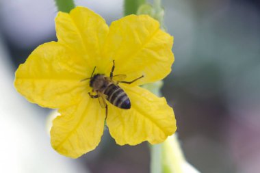Bir arı, sarı bir salatalık çiçeği ve makro fotoğrafçılığı döller.