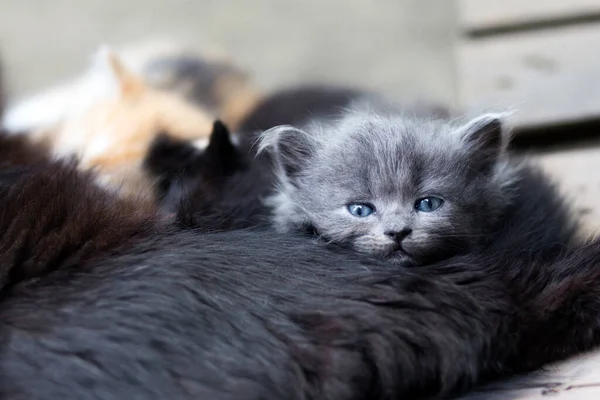一只长着蓝眼睛的毛茸茸的小猫把头靠在妈妈身上 若有所思地看着摄像机 — 图库照片