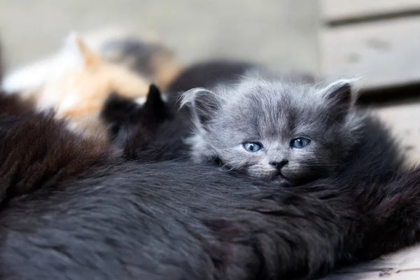 Gatinho Fofo Com Olhos Azuis Colocar Cabeça Sua Mãe Olha — Fotografia de Stock