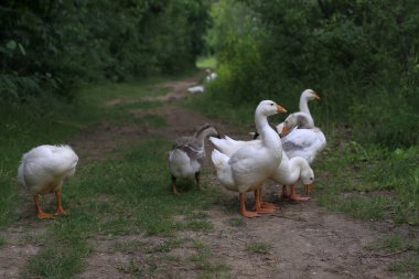 Göl kenarındaki orman yolunda yürüyen kazlar.
