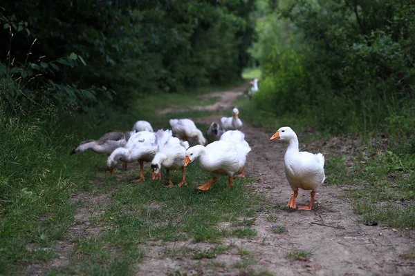 Geese Walking Forest Path Lake — Stock Photo, Image