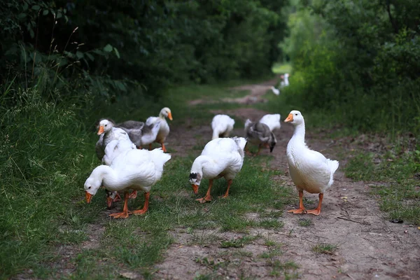 Gansos Caminhando Caminho Floresta Perto Lago — Fotografia de Stock