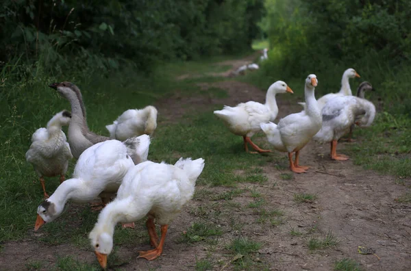 Geese Walking Forest Path Lake — Stock Photo, Image