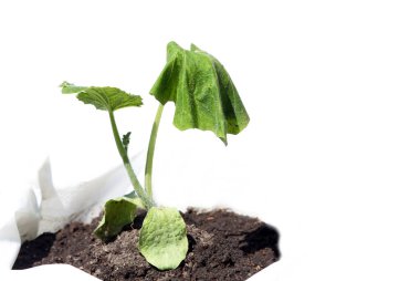 Kabak bitkisinin solmuş yaprakları beyaz bir arka planda yere bırakılmış poşetlerin içine yerleştirilmiş.