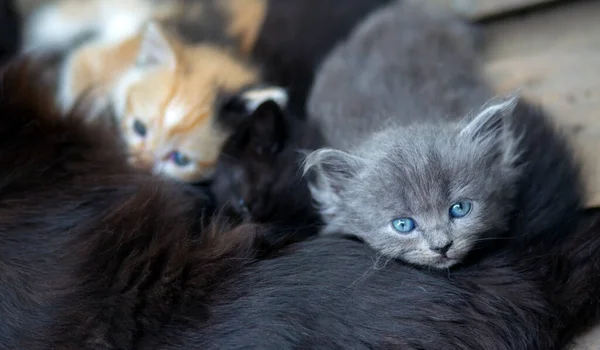 Fluffy Kitten Blue Eyes Looks Camera Interest While Others Drink — Fotografia de Stock