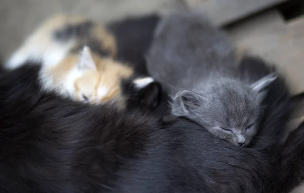Котята Засыпают После Пьют Молоко Матери — стоковое фото