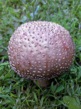 Çimenlerde büyüyen mantar.