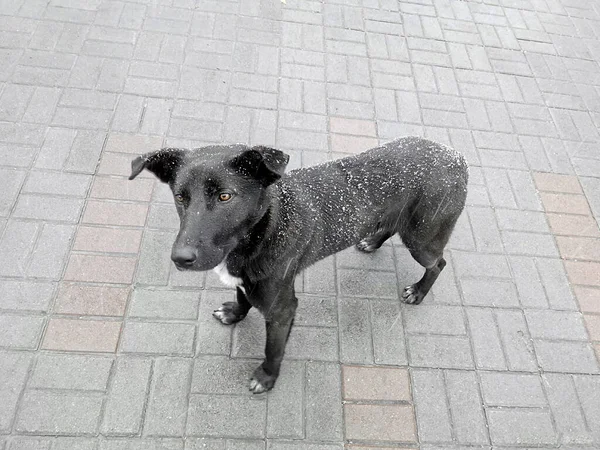 Perro Negro Acera Invierno —  Fotos de Stock