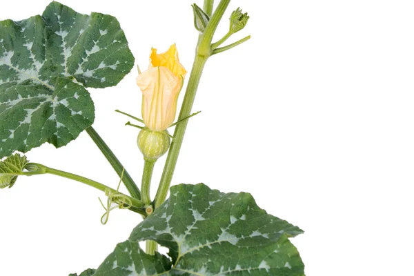 Small Blooming Green Pumpkin Isolated White Background — Photo