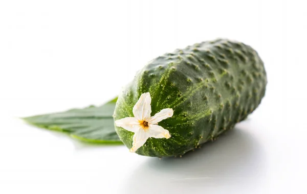 Fresh Cucumber Close White Background — Photo