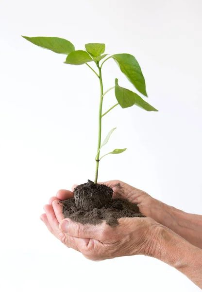 Life and growth concept with human hands holding a green small plant, isolated on white