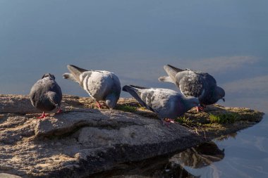 four pigeons drink water on a stone