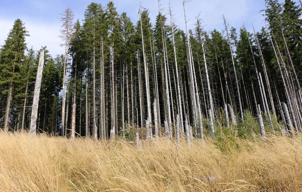 tall dry pines on the edge of a forest in the mountains, Carpathians, Ukraine
