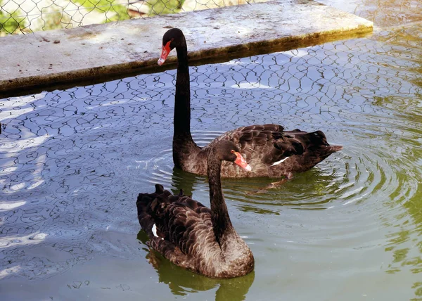 Couple Black Swans Swim Pond — Photo