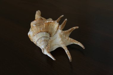 sea shell on the table