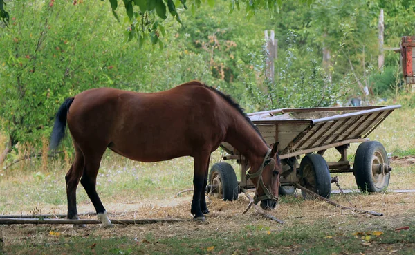 Horse Old Village Cart — Stock Photo, Image