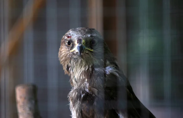 Eagle Zoo Cage Close — Foto Stock