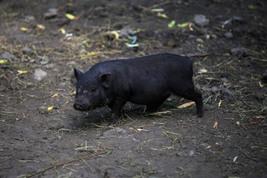 A young Vietnamese pig are walking around the farm.