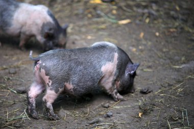 A young Vietnamese pig are walking around the farm.