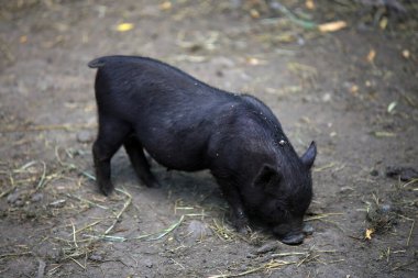 A young Vietnamese pig are walking around the farm.