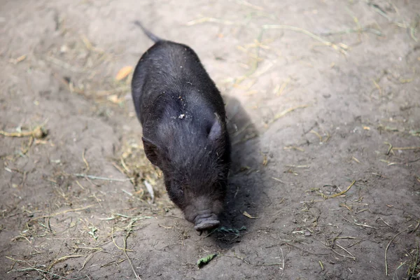 A young Vietnamese pig are walking around the farm.