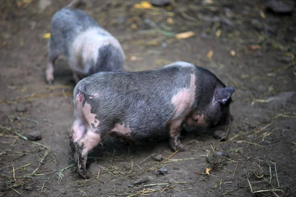 A young Vietnamese pig are walking around the farm.