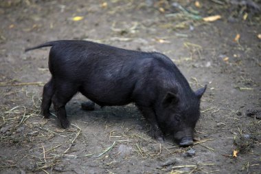 A young Vietnamese pig are walking around the farm.