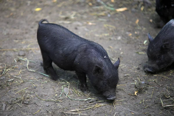 A young Vietnamese pig are walking around the farm.