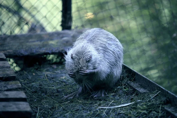 White Nutria Washed Swamp Beaver Water Otter Mammal Rodent Squad — 图库照片