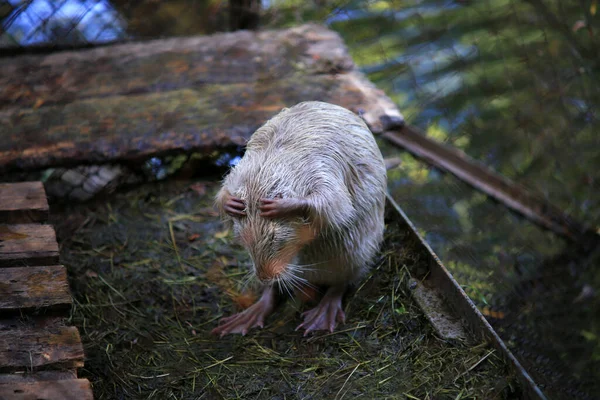 White Nutria Holding Its Head Water Otter Order Mammalian Rodent — 图库照片