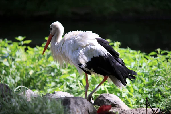 White Stork Pond Stones Search Food — Foto de Stock