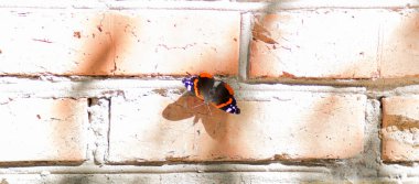 Tuğla duvarda kelebek