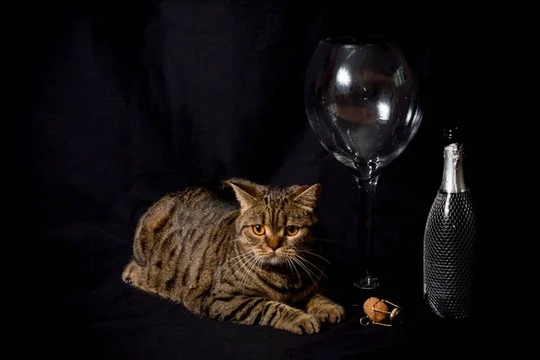 Scottish fold cat, near a glass and a bottle of champagne, on a black background