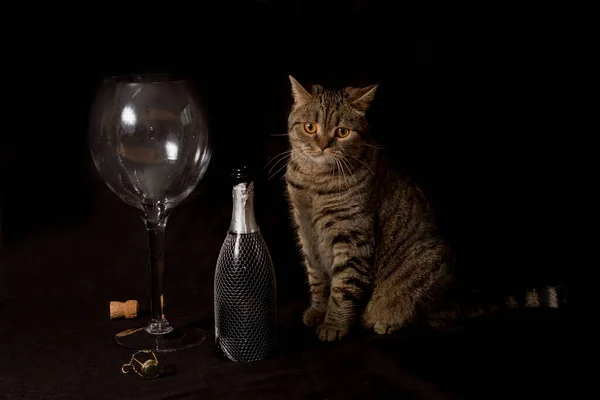 Scottish fold cat, near a glass and a bottle of champagne, on a black background
